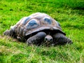 A large lazy turtle eats grass in a lying position