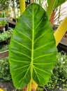 A large leaf of Alocasia Lutea, also known as Golden Elephant Ear