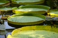 A large leaf of an aquatic plant of ribbed structure floats in the water. Giant Amazon Water Lily pad or huge floating lotus Royalty Free Stock Photo