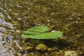 A large leaf of green burdock floating in the water Royalty Free Stock Photo