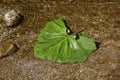 A large leaf of green burdock floating in the water Royalty Free Stock Photo