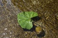 A large leaf of green burdock floating in the water Royalty Free Stock Photo