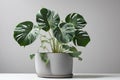 large leaf house plant Monstera deliciosa in a gray pot