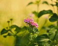 Large leaf lantana pink