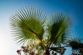 Large leaf palm tree on blue sky Royalty Free Stock Photo