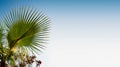 Large leaf palm tree on blue sky Royalty Free Stock Photo