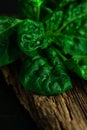 large leaf of spinach with water drops on a wooden background