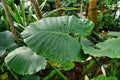 Large leaf of tropical `Colocasia Esculenta` Taro plant