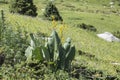 Large-leafed Buzulnik - Ligularia macrophylla