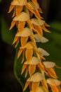 Large-leafed Dendrochilum Orchid