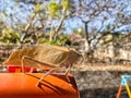 Large leafhopper insect on a pole. Travel in rural Mexico. Bugs