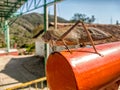 A large leafhopper insect bug on a pole. Travel in rural Mexico