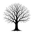 Large Leafless Deciduous Tree Silhouette With Detailed Branching Structure Royalty Free Stock Photo