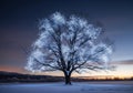 A large, leafless tree in a snowy landscape glows with white light Royalty Free Stock Photo