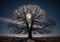 A large, leafless tree stands centered against a night sky, with a Royalty Free Stock Photo