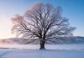 A large, leafless tree stands majestically in a snow-covered field. Royalty Free Stock Photo