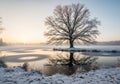 A large, leafless tree stands beside a partially frozen pond, its Royalty Free Stock Photo