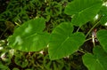 Very nice large leafs of tropical Colocasia gigantea also called giant elephant ear Family: Araceae