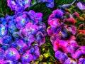 This large leafy hydrangea has flowers that bloom and clump in purple