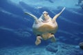 Leatherback Turtle Swimming Royalty Free Stock Photo