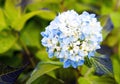 Large-leaved garden hydrangea flower with blue hues