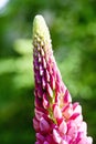 Large-leaved Garden Lupine Decorative Plant