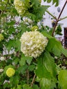 Large-leaved hydrangea, or Hydrangia large-leaved, is a species of plants of the genus Hydrangia, family Hydrangiaceae. Royalty Free Stock Photo