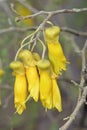 Large-leaved Kowhai