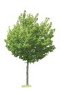 Large-leaved lime isolated, cutout tree on white background Royalty Free Stock Photo