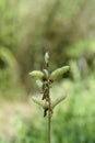 Large leaved lupine