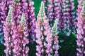 Large-leaved lupine purple pink flowers, Lupinus polyphyllus bloom in summer
