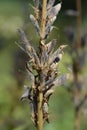 Large leaved lupine