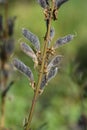 Large leaved lupine