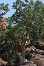 Large-leaved Rock Fig, Ficus abutilifolia