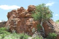 Large-leaved Rock Fig, Ficus abutilifolia