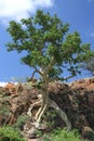 Large-leaved Rock Fig, Ficus abutilifolia