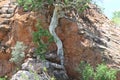 Large-leaved Rock Fig, Ficus abutilifolia