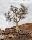 Large-leaved Rock Fig