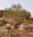 Large-leaved Rock Fig