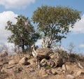 Large-leaved Rock Fig tree Ficus abutilifolia in Kruger National Park