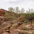 Large-leaved Rock Fig