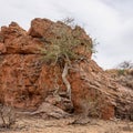 Large-leaved Rock Fig