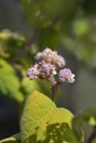 Large-leaved scabrous hydrangea Royalty Free Stock Photo