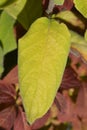 Large-leaved scabrous hydrangea Royalty Free Stock Photo