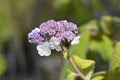 Large-leaved scabrous hydrangea Royalty Free Stock Photo