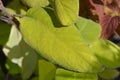 Large-leaved scabrous hydrangea Royalty Free Stock Photo