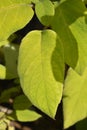 Large-leaved scabrous hydrangea Royalty Free Stock Photo