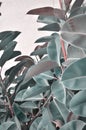 Large leaves of ficus. Background of leaves of ficus.