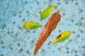 Large leaves floating buoyant in the swimming pool with crystal aqua water. Royalty Free Stock Photo