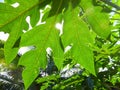 Large leaves on fruit tree